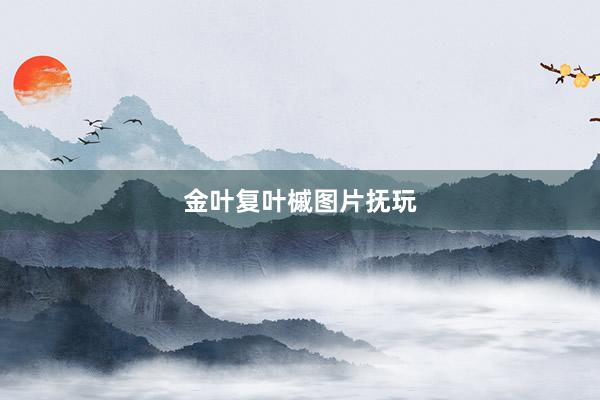 金叶复叶槭图片抚玩